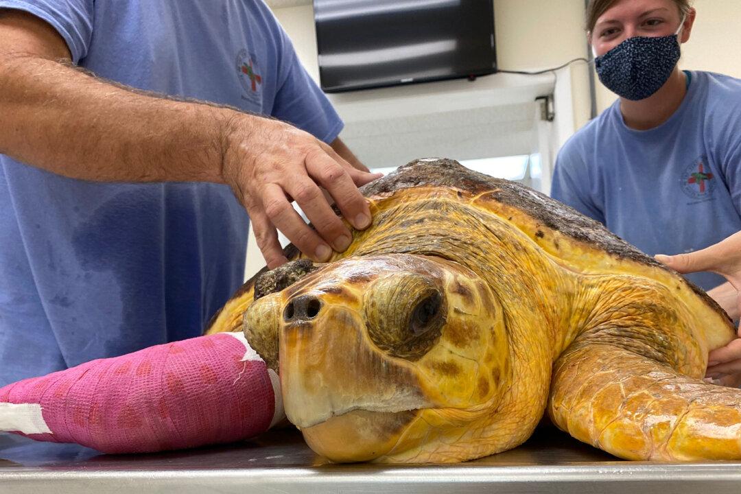 Surgeons Remove 14.2-Pound Basketball-Sized Tumor From Florida Sea Turtle