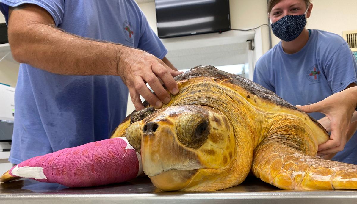 Surgeons Remove 14.2-Pound Basketball-Sized Tumor From Florida Sea Turtle