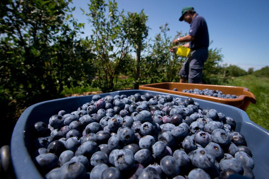 Blueberries Could Be Next in Line for U.S. Tariffs
