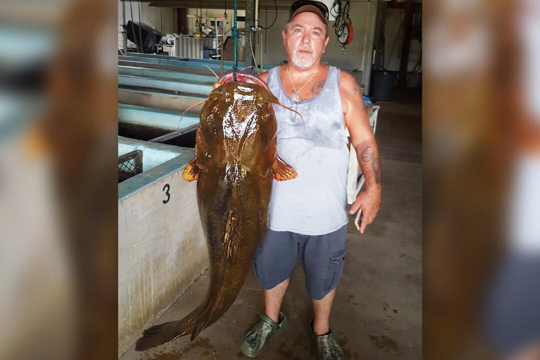 Florida Panhandle Fisherman Hauls In HUGE Flathead Catfish, Breaks State Record