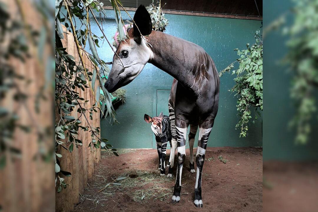 Adorable Baby Okapi Born at London Zoo During Lockdown Takes ‘First Wobbly Steps’