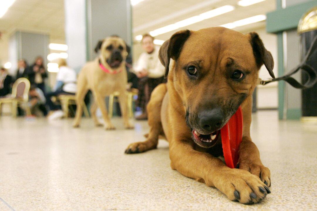 Bob Johnson Auto Group Gifts Over $18,000 to 7 Pet Rescue Groups in Summer Fundraiser