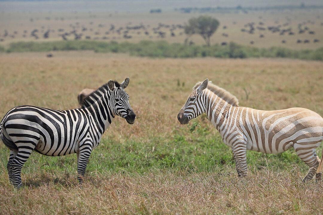 Couple on Safari Capture Photos of Extremely Rare White Zebra Grazing in African Savanna