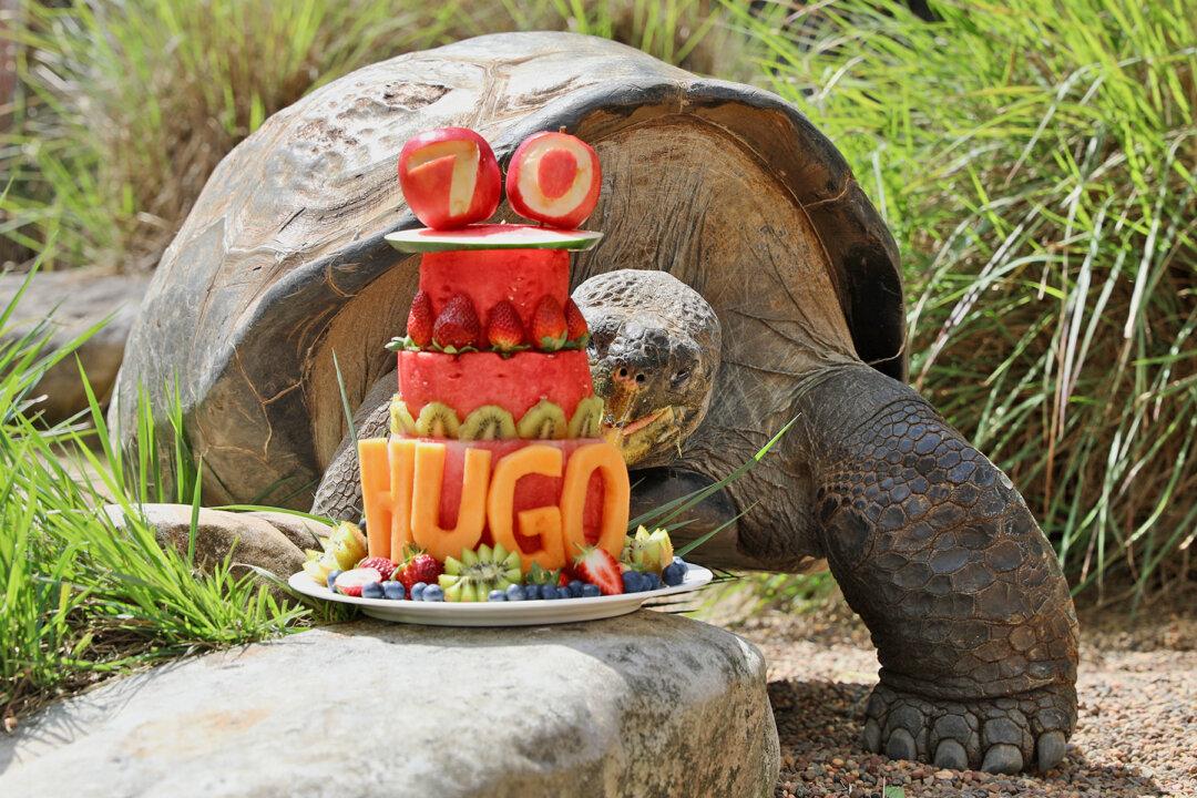 The 402lb Giant Galapagos Tortoise Turns 70, Celebrates Birthday in Style: Video
