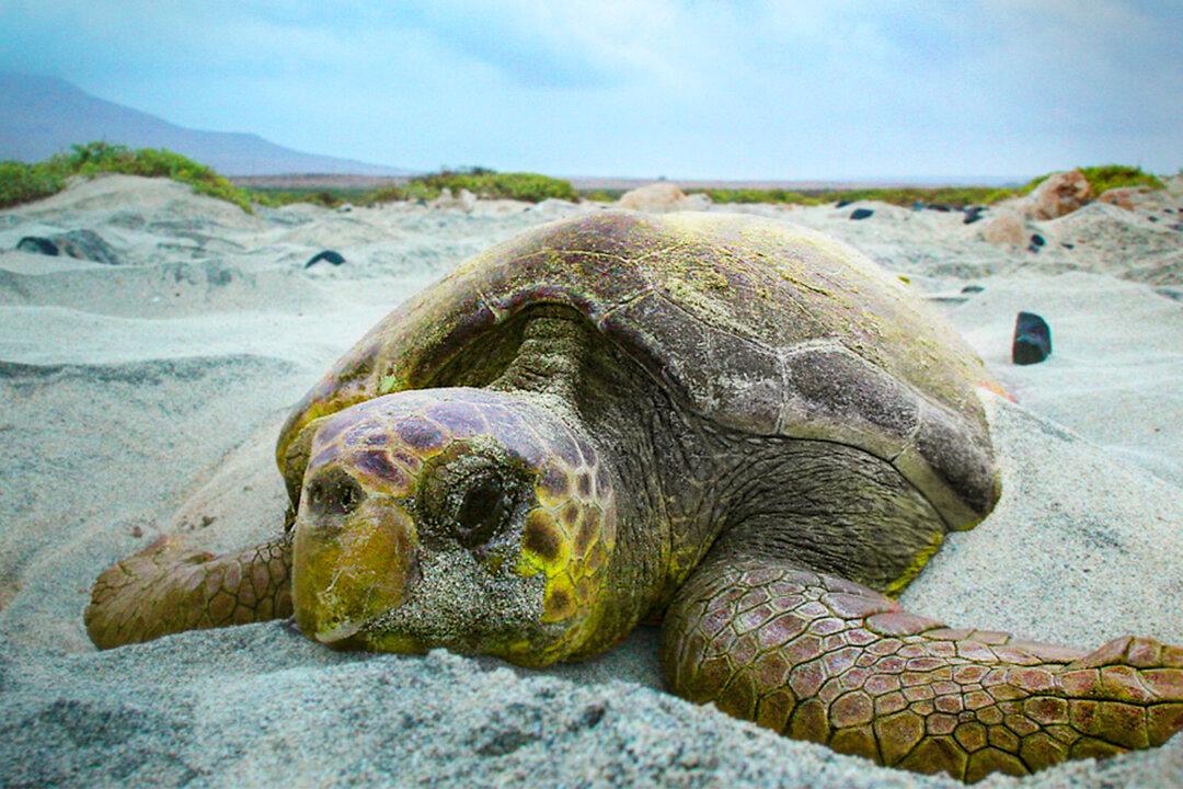Sea Turtles Are Thriving All Over the World Thanks to Coronavirus Lockdowns