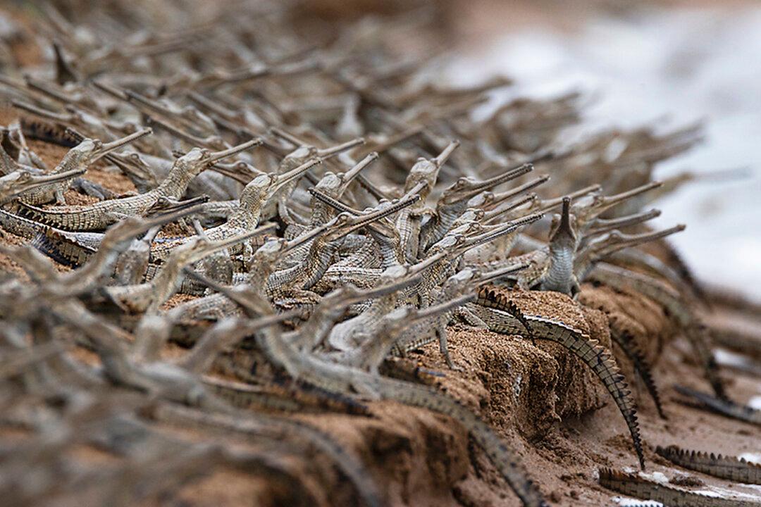 Stunning Photos Show Hundreds of Endangered Baby Crocodiles Lining Up Like Soldiers on Riverbank in India