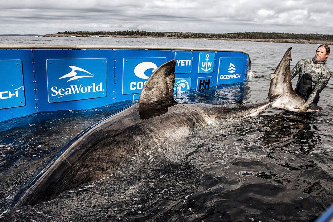 Ocean Researchers Tag 50-Yr-Old Great White Shark, ‘Queen of the Ocean,’ Off Nova Scotia Coast