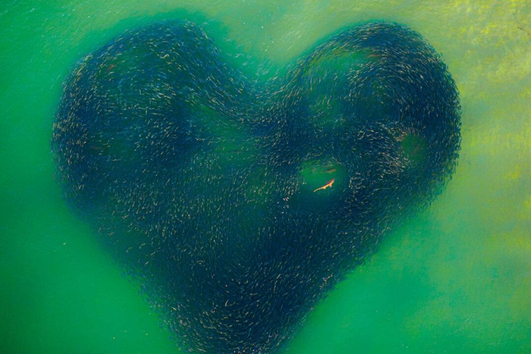 Incredible Drone Photo of Shark Enclosed in Heart of Salmon Wins 2020 Drone Photo Awards