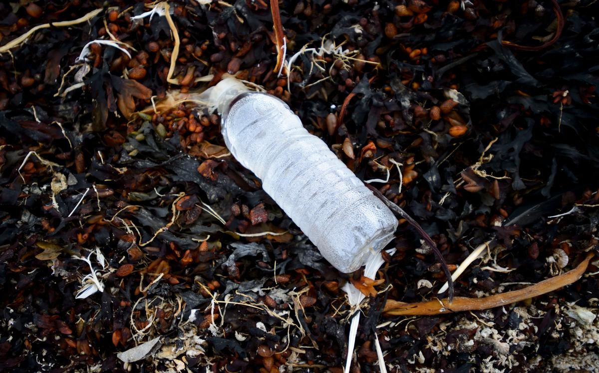 Mexico City Ban on Single-Use Plastics Takes Effect