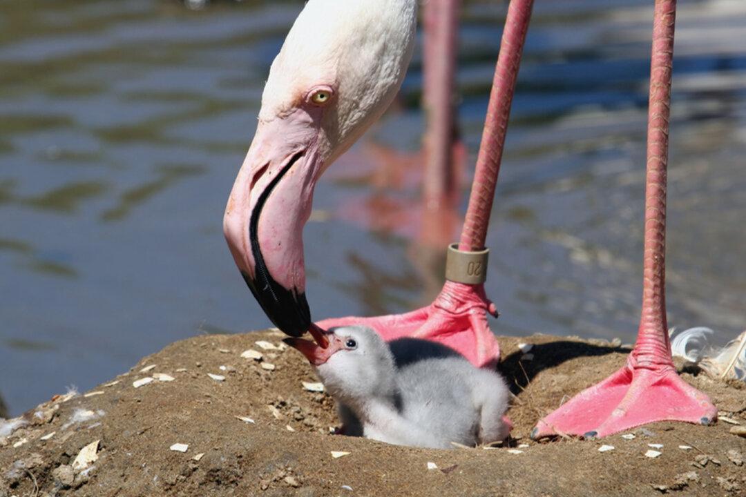 Rhode Island Zoo Welcomes Flamingo Chick, First ‘Little Floof’ Born On-Site in 22 Years