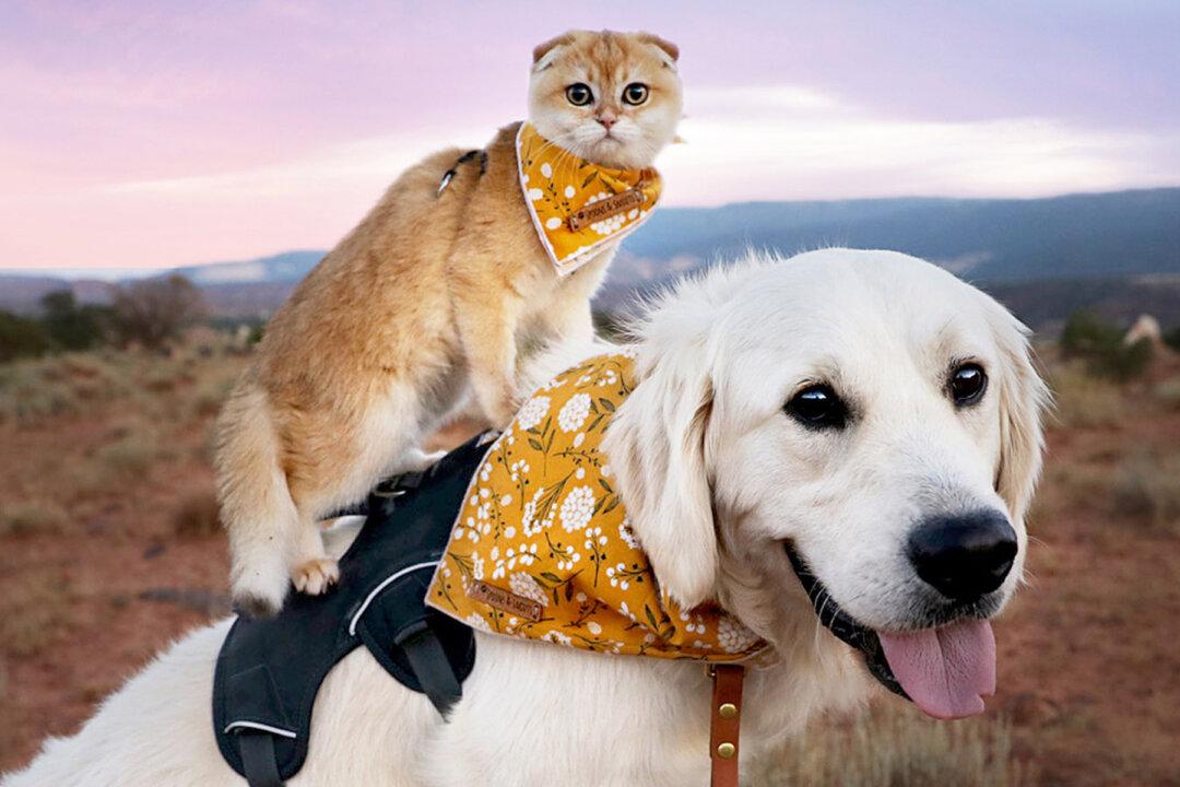2-Year-Old Golden Retriever and 6-Month-Old Kitten Share a Beautiful and Unlikely Bond