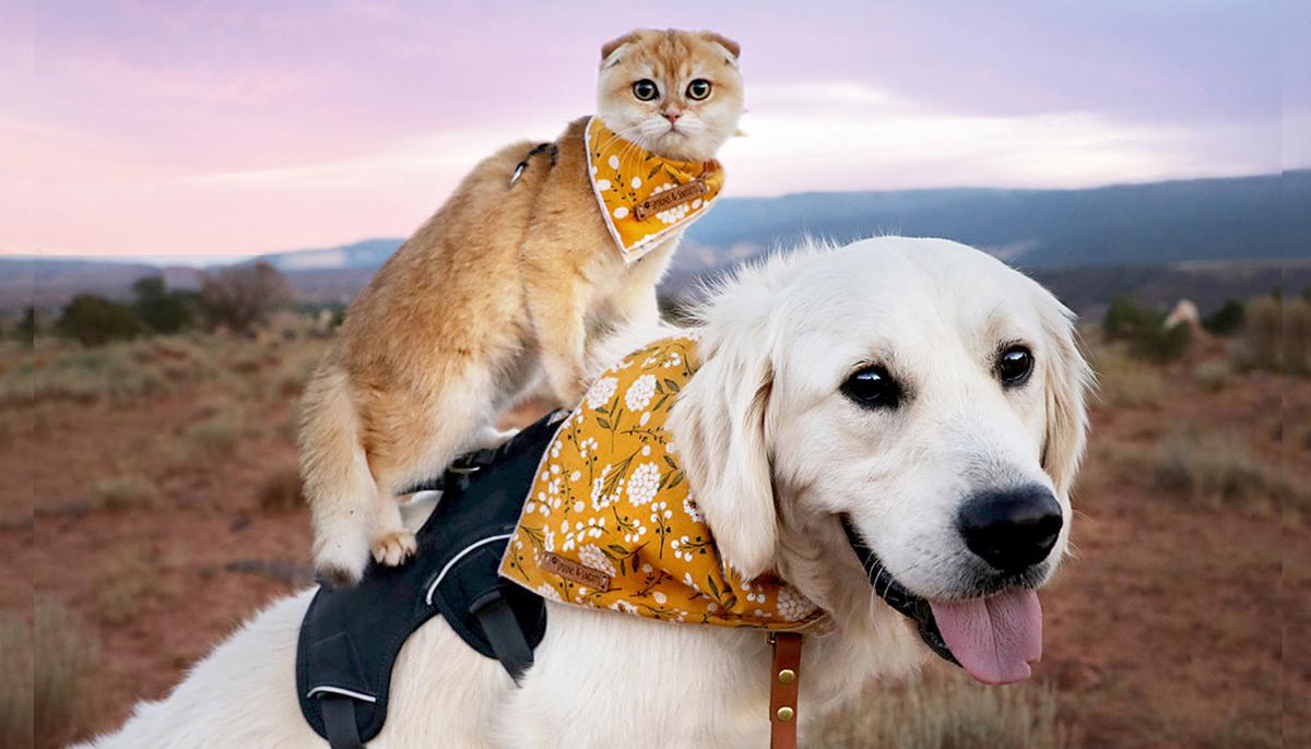 2-Year-Old Golden Retriever and 6-Month-Old Kitten Share a Beautiful and Unlikely Bond
