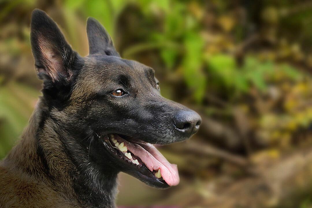 Kindergartener Gets Lost in the Woods but Is Rescued by K9 Police Dog in Maine