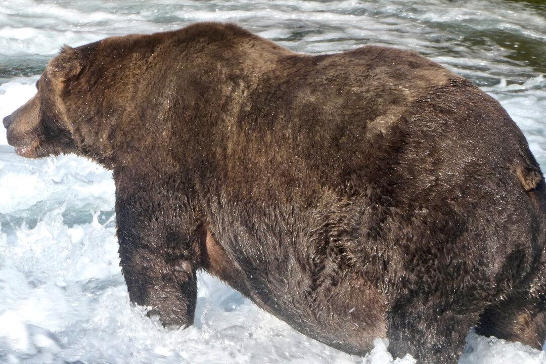 10 Seconds of Terror: Alaska Man Survives Brown Bear Mauling
