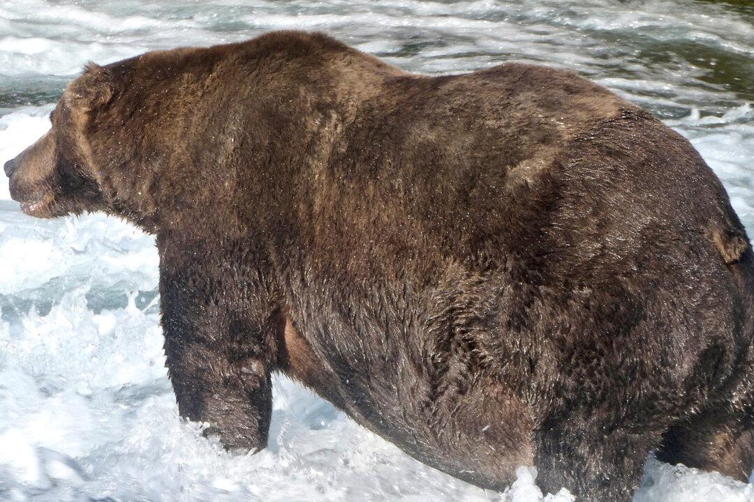 Alaska’s Fattest Bear: The Wide-Bodied Beast Named 747 Wins the 2020 Crown