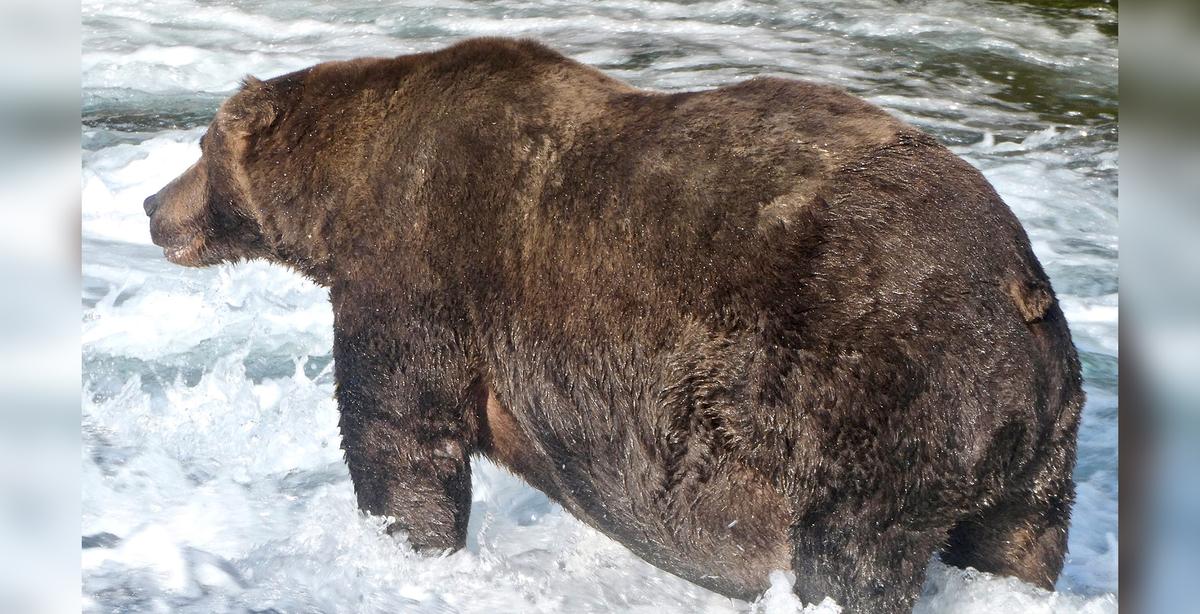 Alaska’s Fattest Bear: The Wide-Bodied Beast Named 747 Wins the 2020 Crown