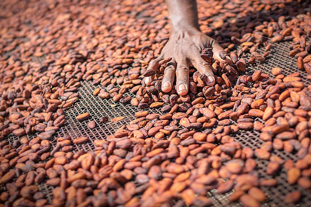 Ivory Coast Police Rescue 11 Children Working on Cocoa Farms Suspected of Human Trafficking