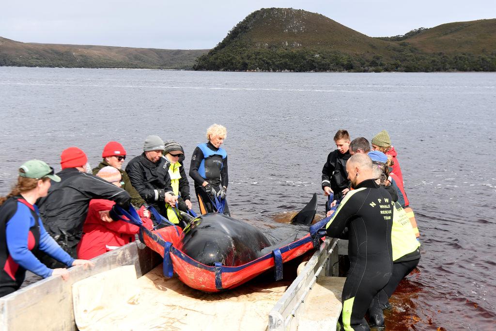 Four Whales Stranded in Tasmanian Harbour