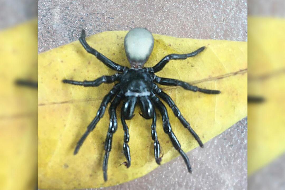 Horrified Woman Finds 20 Venomous Mouse Spiders in Her Pool in Australia