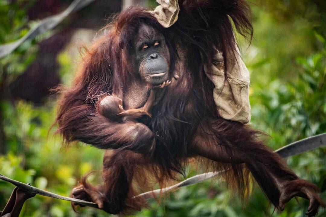 UK Zoo Welcomes Unexpected Baby Orangutan Despite Mom’s Negative Pregnancy Tests