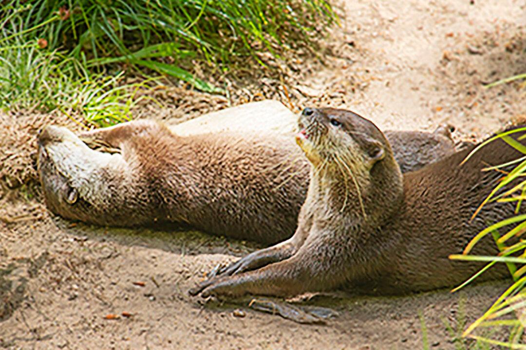 Sanctuary Sets Up Dating Profile for Lonely Otter That Lost His Mate, Locates His New Love