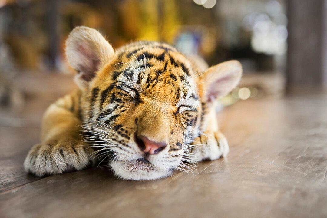 Couple Buy a ‘Savannah Cat’ for $7,000, but It Turns Out to Be a Sumatran Tiger Cub