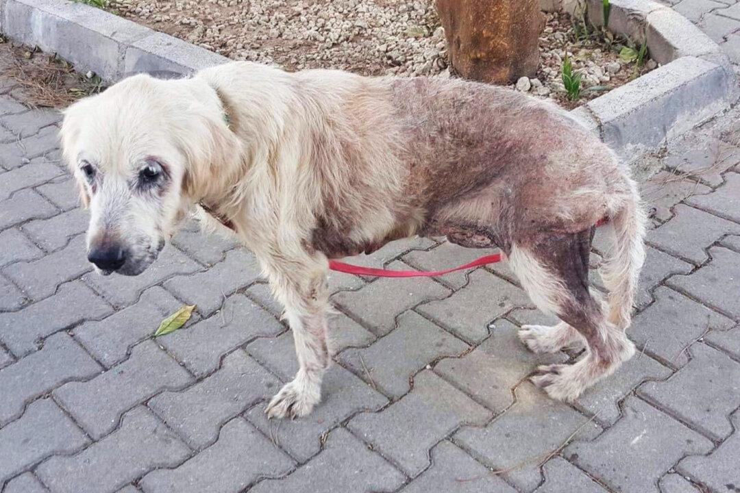 Abandoned Golden Retriever With 48 Hours to Live is Rescued, Gets Second Chance at Life