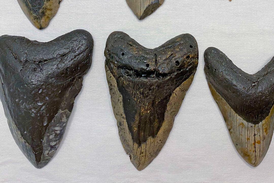 Woman Diver Hits Jackpot, Finds Megalodon Shark Teeth Up to 15 Million Years