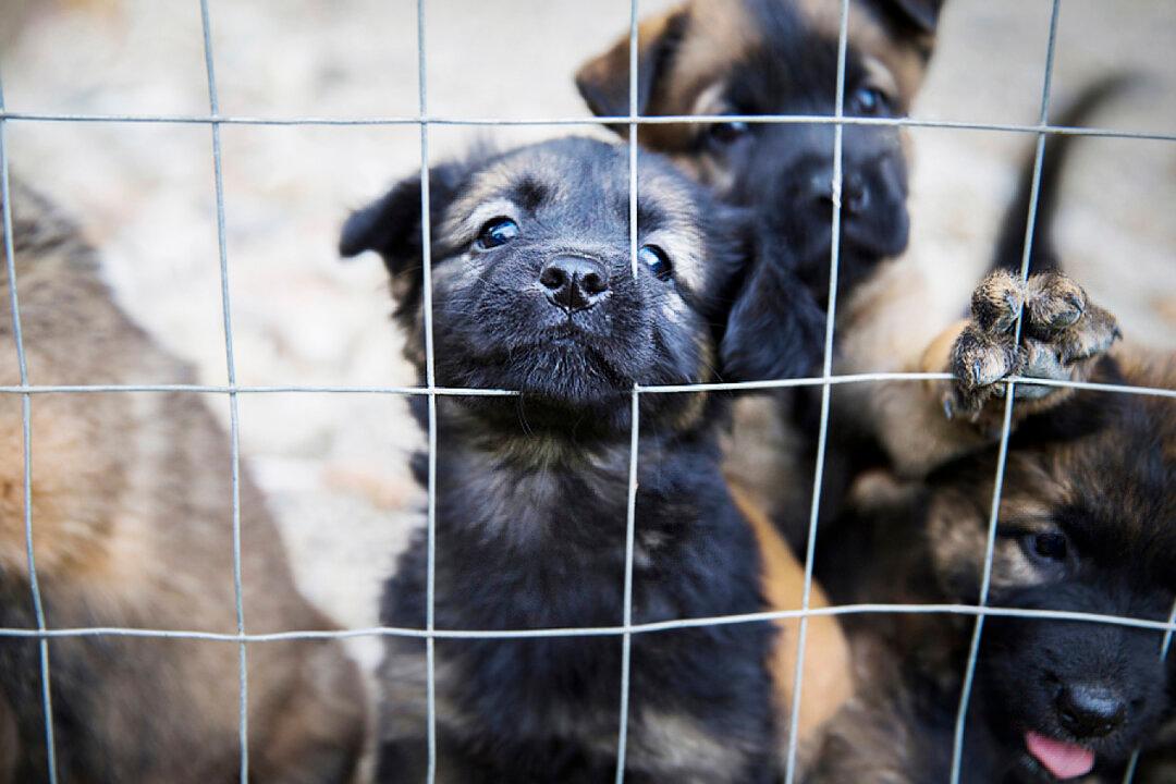 Over 100 Starving and Dead Dogs Found in Squalid Home, Saved by Rescue Group