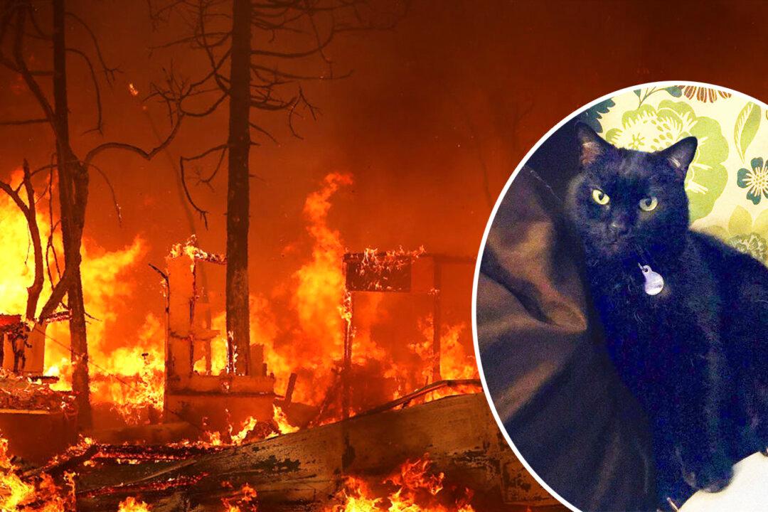 Family’s Cat Thought Dead After Camp Fire Destroyed Home Found on Facebook 2 Years Later
