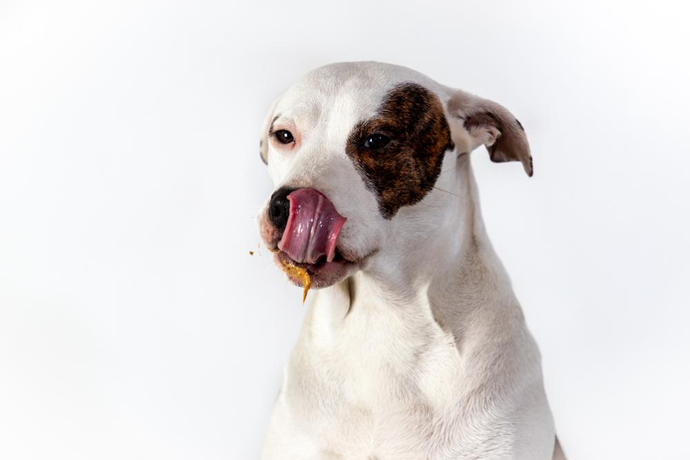 Ask the Vet: Xylitol Artificial Sweetener Is Toxic to Dogs