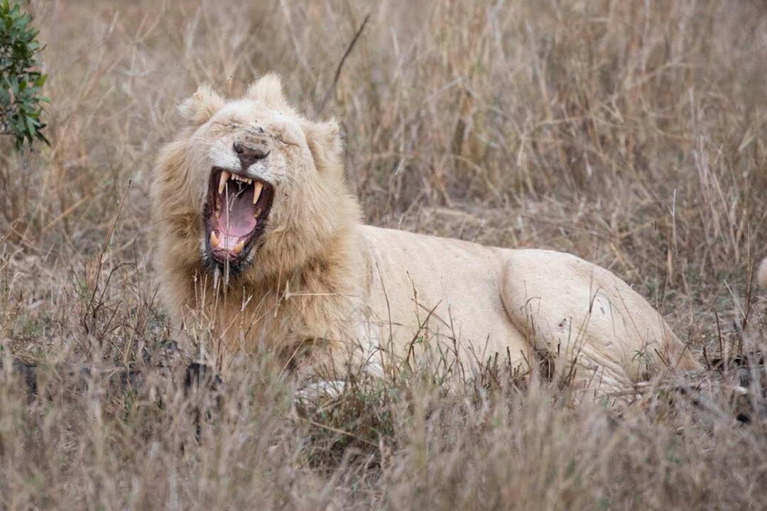 Wildlife Photographer Captures an Extremely Rare Sight of a White Lion in the Wild on Camera