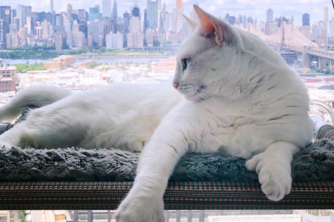 New York City’s ‘Genetically Different’ Special-Needs Cat Is an Instagram Star