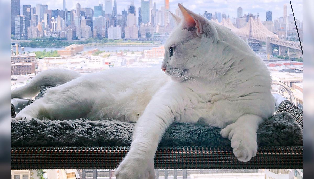 New York City’s ‘Genetically Different’ Special-Needs Cat Is an Instagram Star
