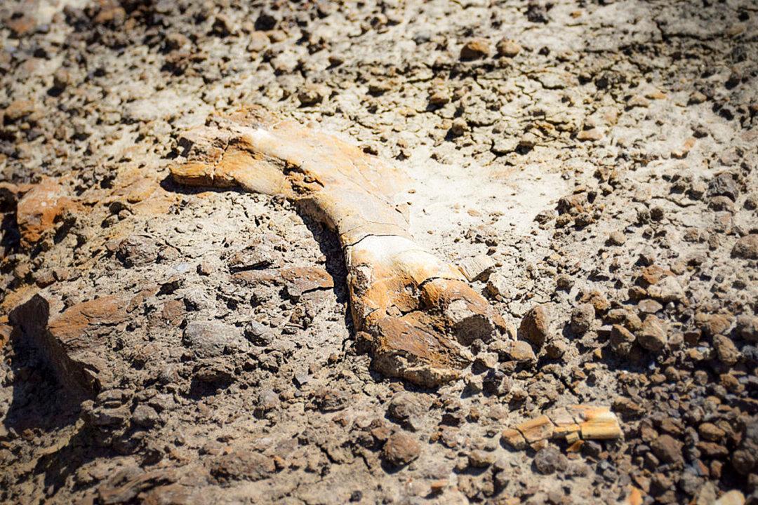 12-Year-Old Stumbles on 69-Million-Year-Old Duck-Billed Dinosaur Fossil in Canada Badlands