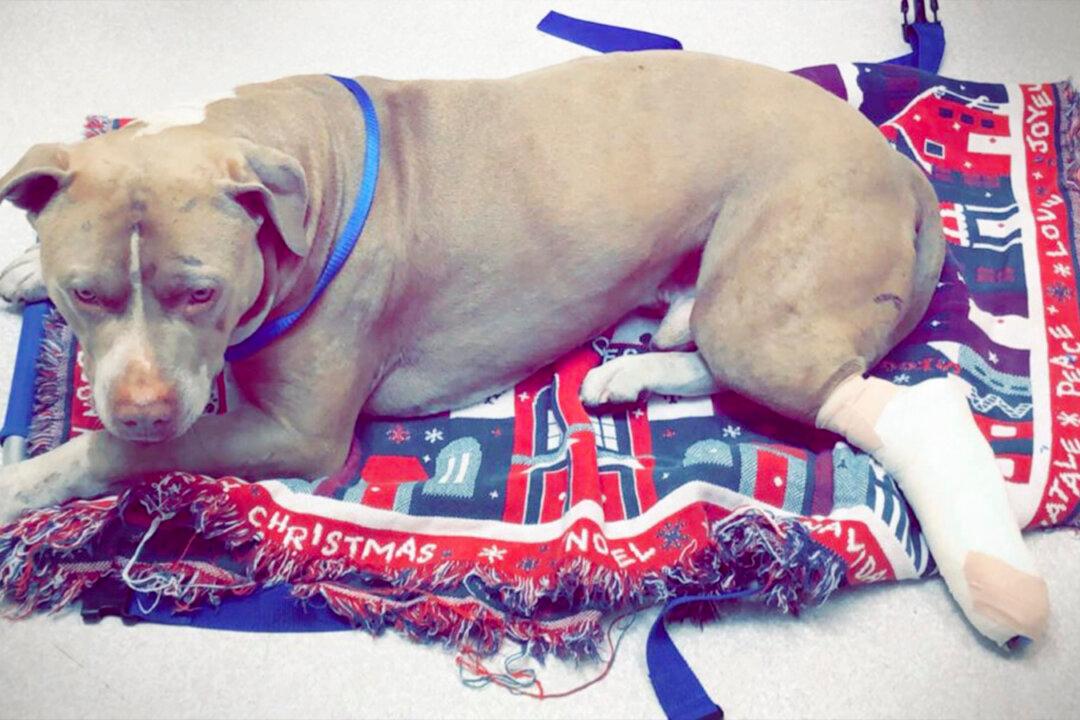 Horrified Woman Sees Dog Thrown Off an Overpass, Rushes to Help Before It’s Too Late