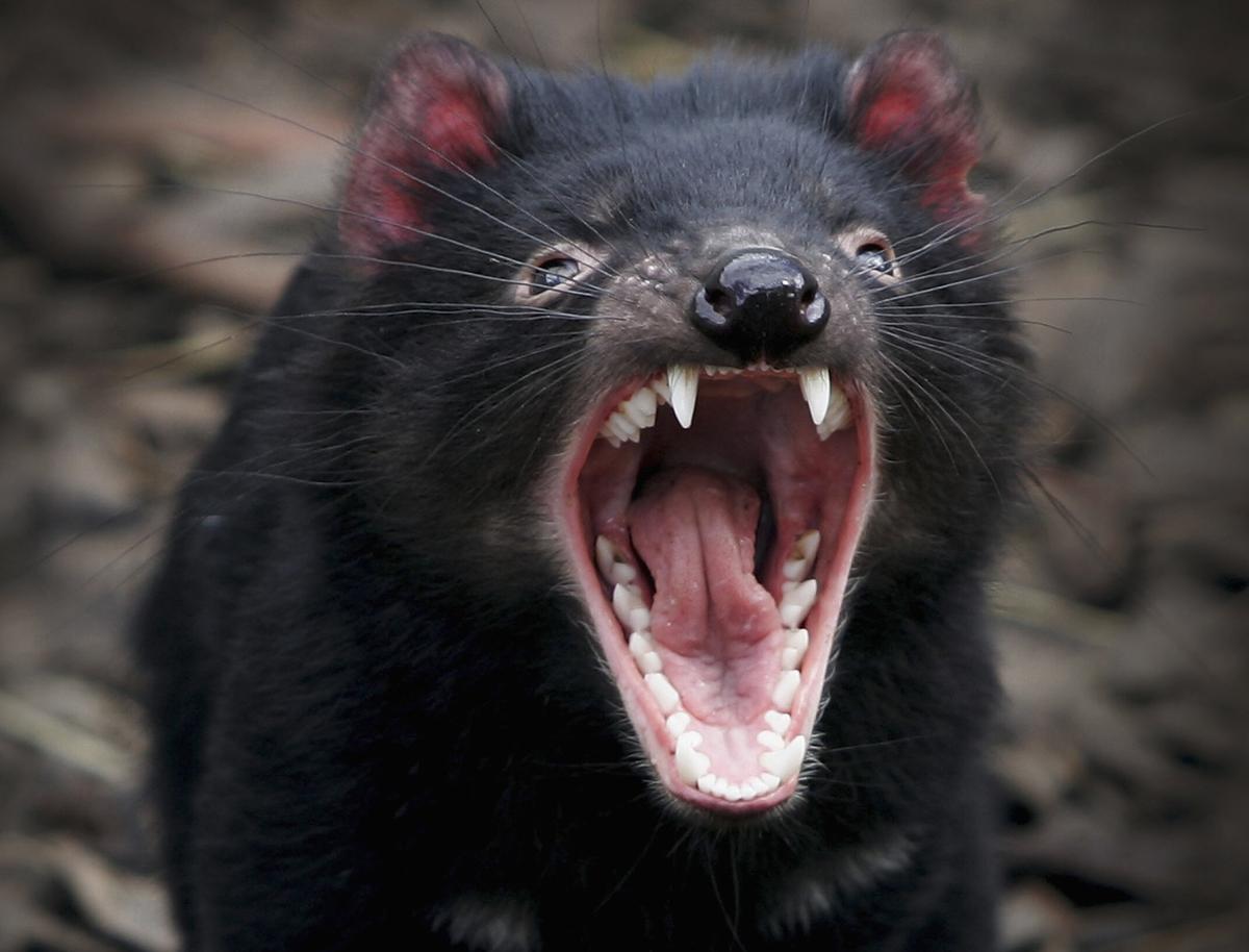 Tasmania: Weird Names, Wombat Walkers, and Wine Whisperers