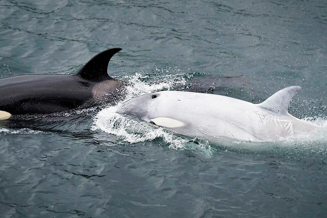 Boaters Spot Ultra-Rare White Killer Whale Seal Hunting Off the Coast of Alaska