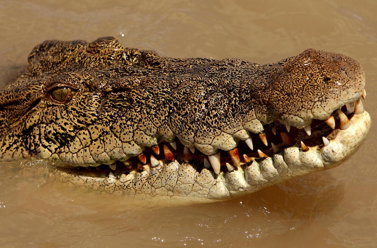 Huge Crocodile That Attacked Man and Ate Dog Shot Dead