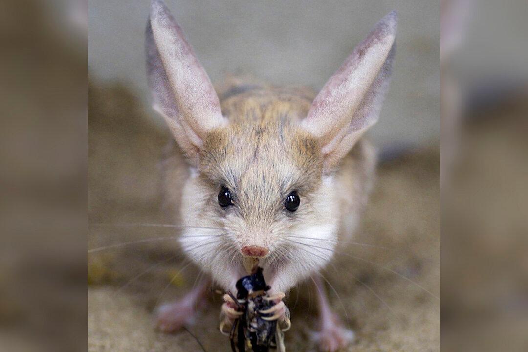 This Rodent Has the Largest Ears (Relative to Its Body) on Earth–and It’s Adorable!