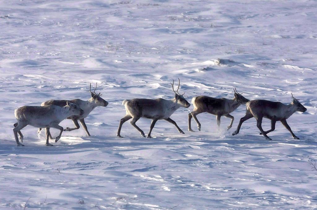 Canada, Alberta Sign Deal on Protecting Caribou
