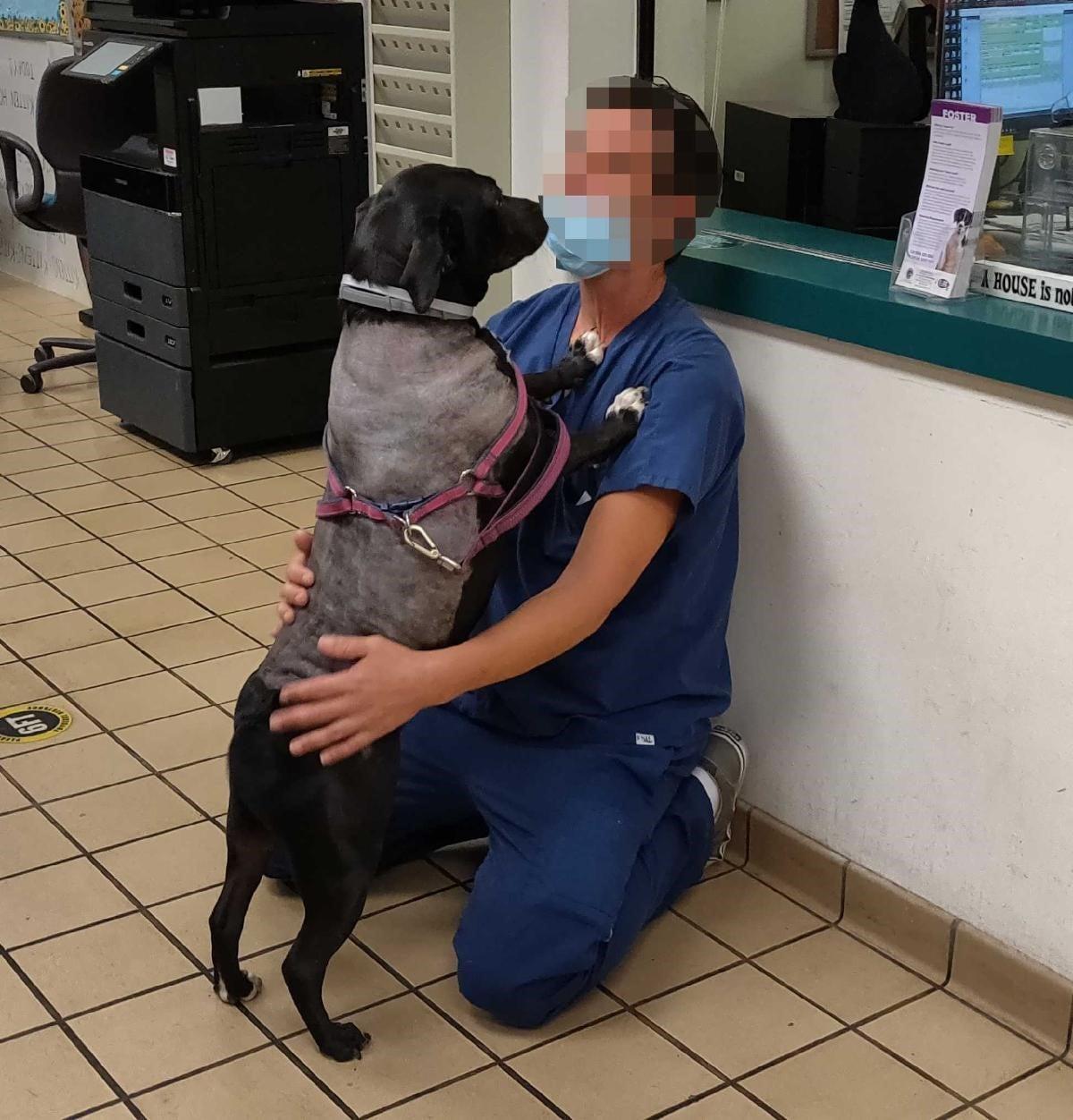 (Courtesy of <a href="http://www.pbcgov.com/publicsafety/animalcare/">Palm Beach County Animal Care and Control</a>)