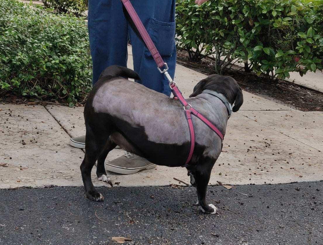 (Courtesy of <a href="http://www.pbcgov.com/publicsafety/animalcare/">Palm Beach County Animal Care and Control</a>)