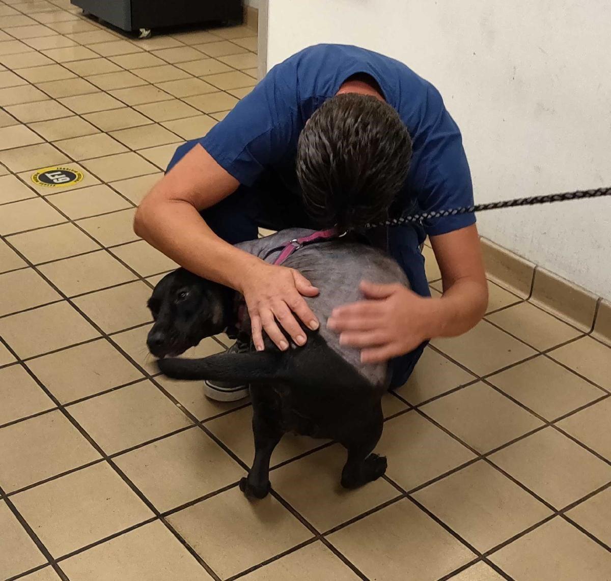 (Courtesy of <a href="http://www.pbcgov.com/publicsafety/animalcare/">Palm Beach County Animal Care and Control</a>)