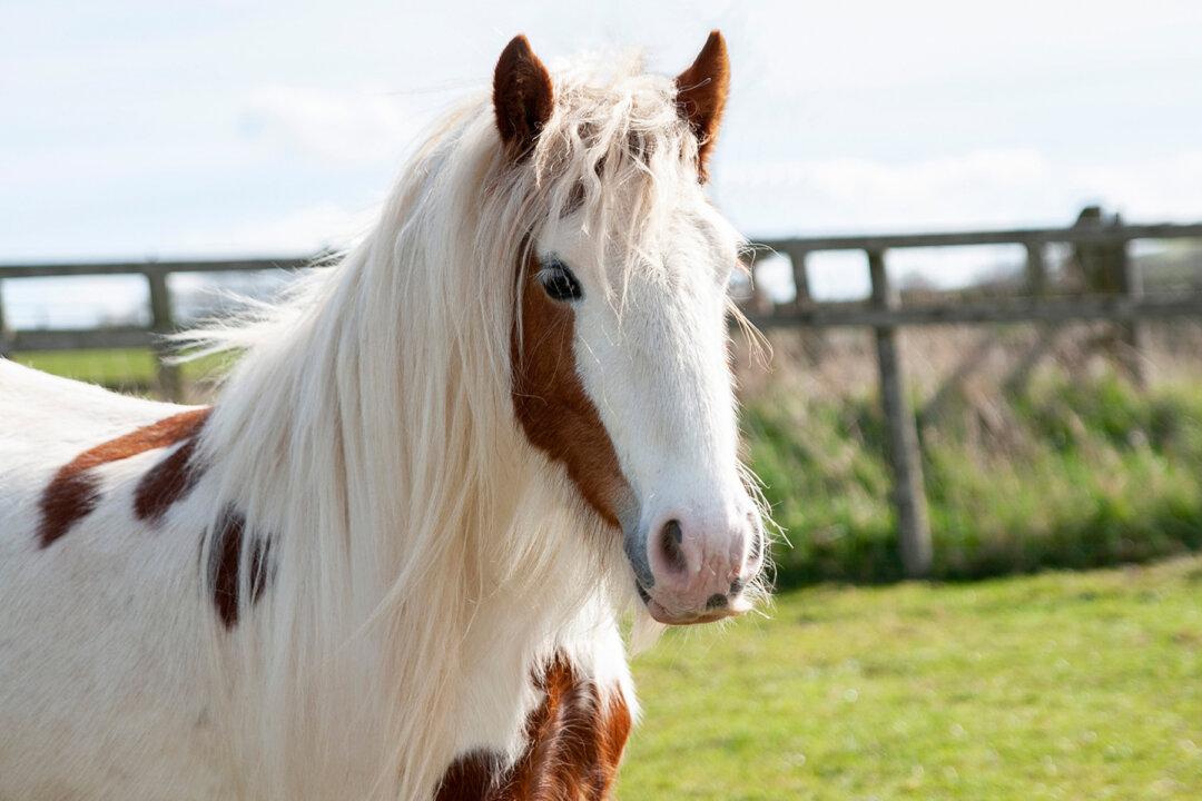 Severely Neglected Pony Left for Dead Rescued by RSPCA, Makes Remarkable Recovery