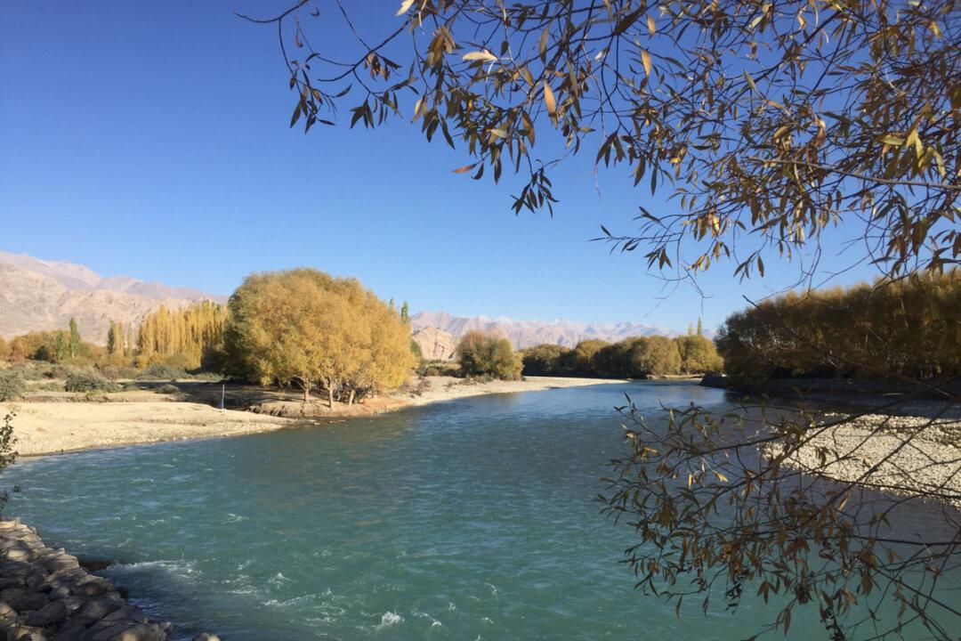 Depletion of Habitat of a Himalayan Fish May Signal Danger to Indus River