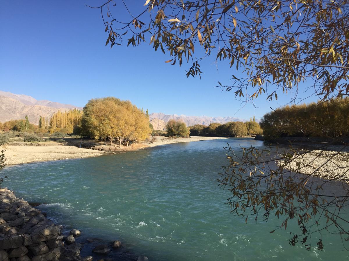 Depletion of Habitat of a Himalayan Fish May Signal Danger to Indus River