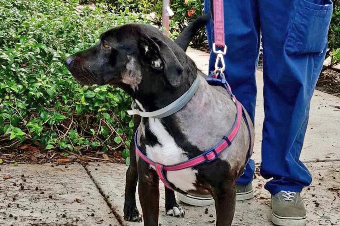Man Seen Punching Dog in Viral Video Has His Pets Entrusted to Adoptive Home