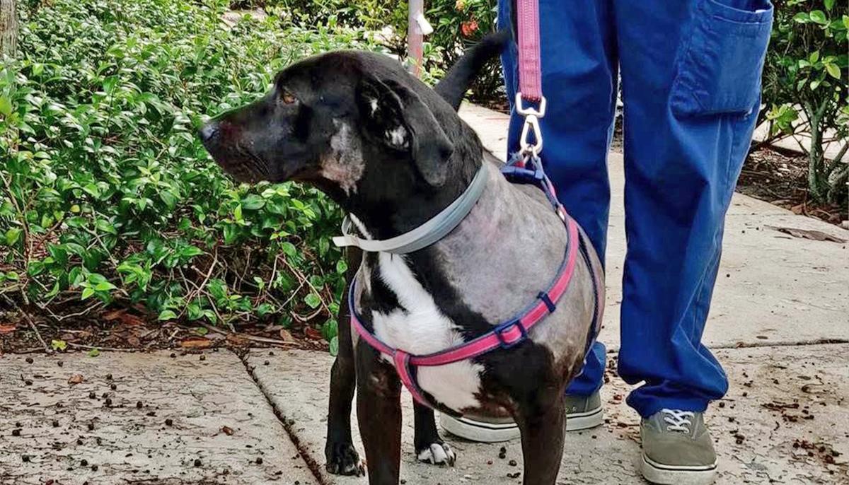 Man Seen Punching Dog in Viral Video Has His Pets Entrusted to Adoptive Home