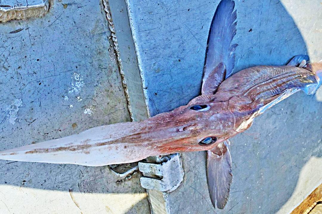 Deep-Sea Fisherman Dredges Up a Rare, Frightening ‘Spookfish’ From 800m Under